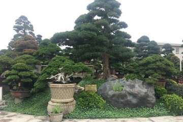 盆景树造型制作和欣赏活动开始报名啦