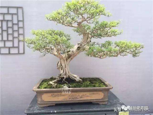 我为什么独爱九里香盆景