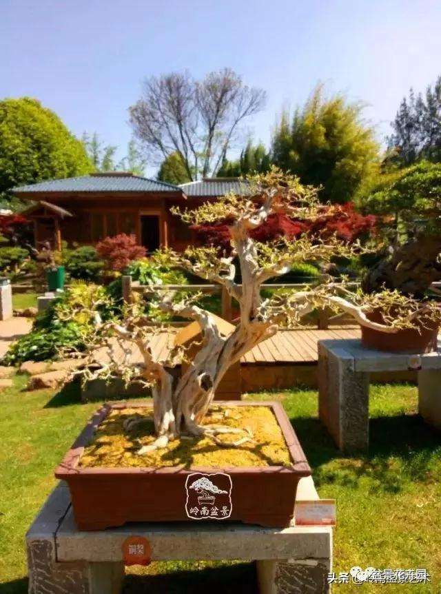 我为什么独爱九里香盆景