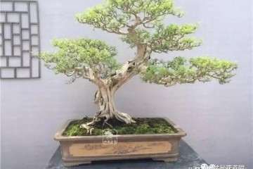 我为什么独爱九里香盆景 图片