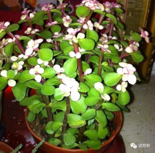 金枝玉叶盆景怎么浇水施肥的方法