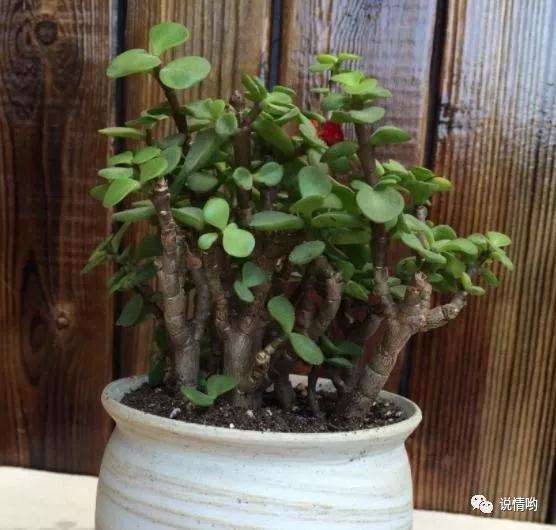 金枝玉叶盆景怎么浇水施肥的方法