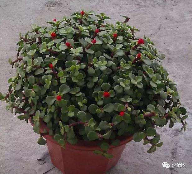 金枝玉叶盆景怎么浇水施肥的方法