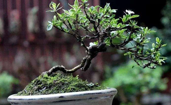 六月雪盆景怎么进行施肥的方法