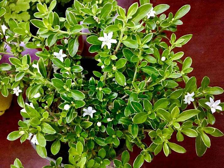 怎么做好六月雪盆景的阳光照射