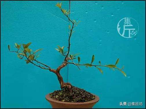 图解 金豆盆景怎么养护制作的过程