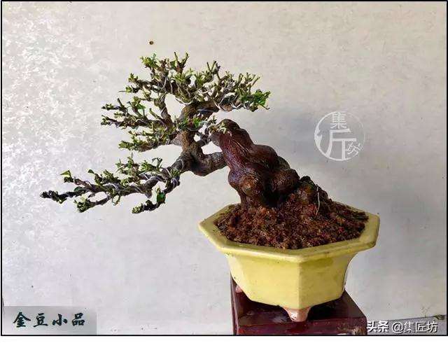 图解 金豆盆景怎么养护制作的过程