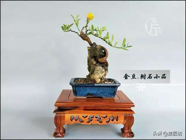 图解 金豆盆景怎么养护制作的过程