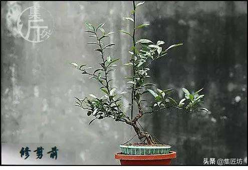 图解 金豆盆景怎么养护制作的过程