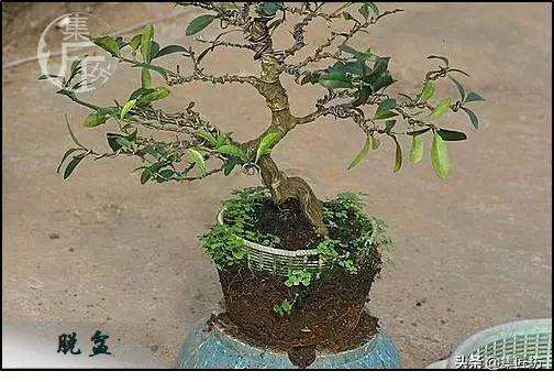 图解 金豆盆景怎么养护制作的过程