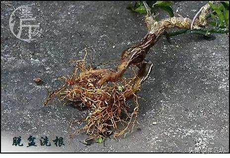 图解 金豆盆景怎么养护制作的过程