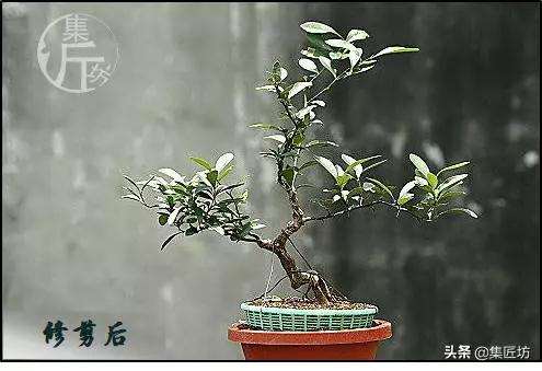 图解 金豆盆景怎么养护制作的过程