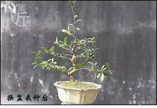 图解 金豆盆景怎么养护制作的过程