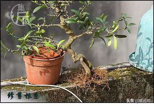 图解 金豆盆景怎么养护制作的过程