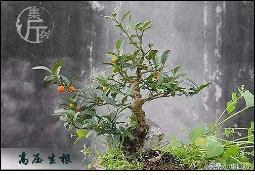 金豆盆景怎么高压分株的方法