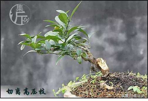 金豆盆景怎么高压分株的方法