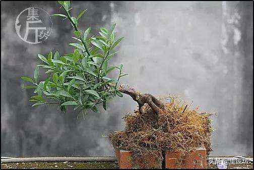 金豆盆景怎么高压分株的方法