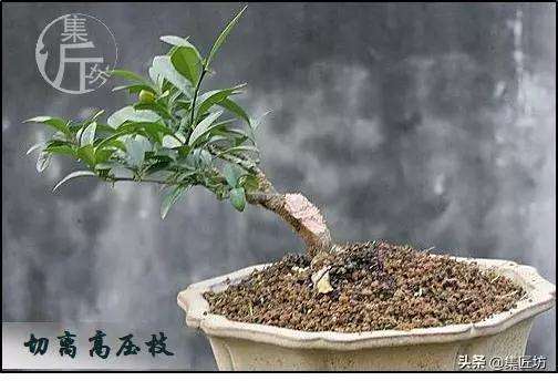 金豆盆景怎么高压分株的方法