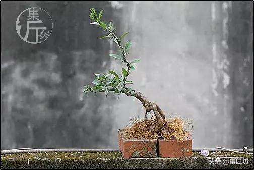 金豆盆景怎么高压分株的方法