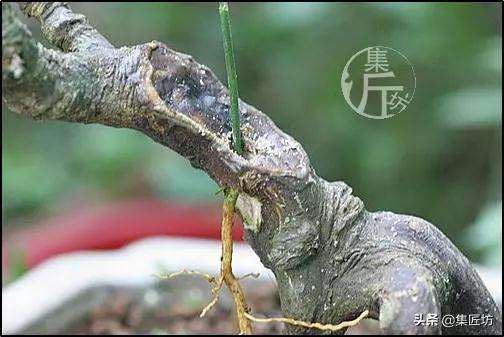 金豆盆景怎么高压分株的方法