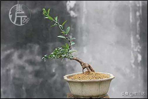 金豆盆景怎么高压分株的方法