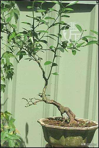 金豆盆景怎么高压分株的方法