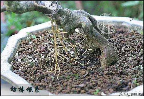 金豆盆景怎么高压分株的方法