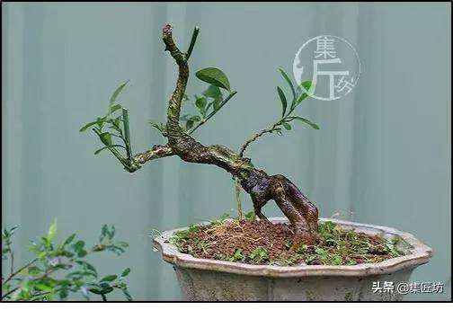 金豆盆景怎么高压分株的方法