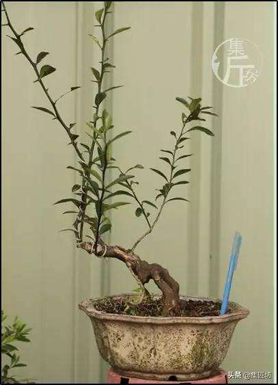 金豆盆景怎么养根的方法