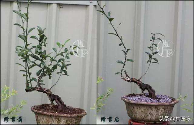 金豆盆景怎么养根的方法