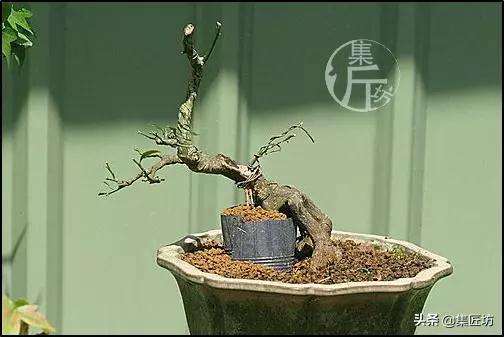 金豆盆景怎么养根的方法