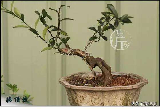 金豆盆景怎么养根的方法