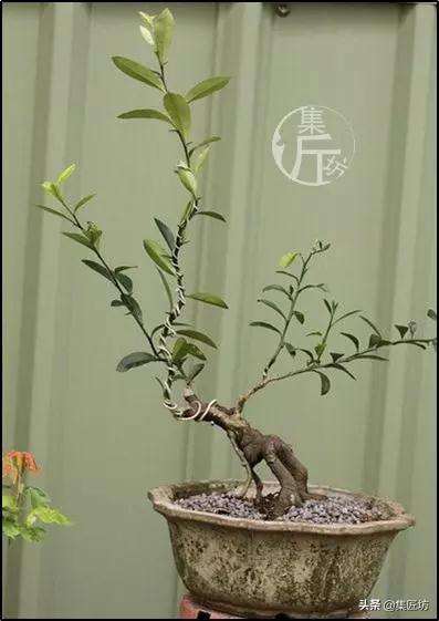 金豆盆景怎么养根的方法