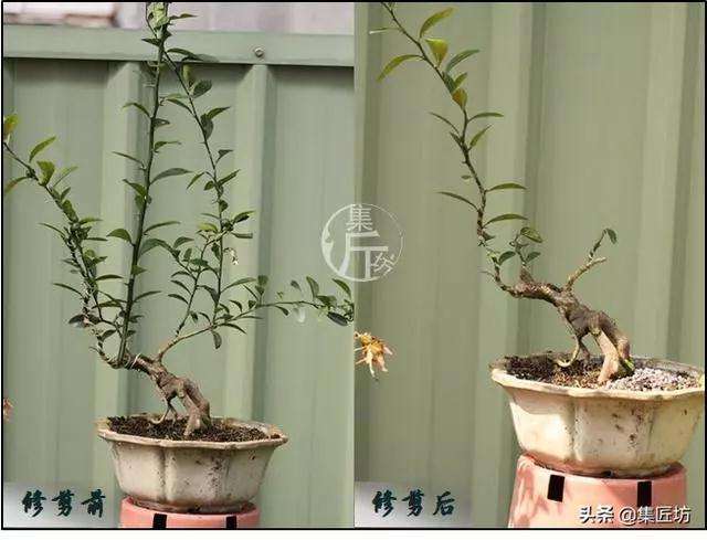 金豆盆景怎么养根的方法