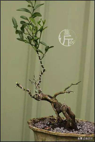 金豆盆景怎么养根的方法