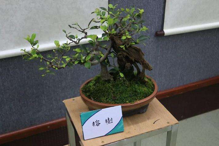 李伟钊师徒盆景暨德艺缘诗书画展览