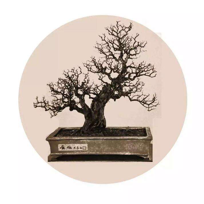 岭南盆景的传承与发展研讨会