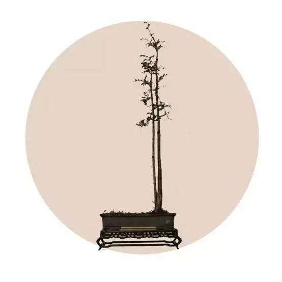 岭南盆景的传承与发展研讨会