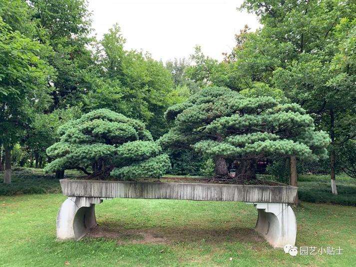 杭州花圃盆景图片欣赏