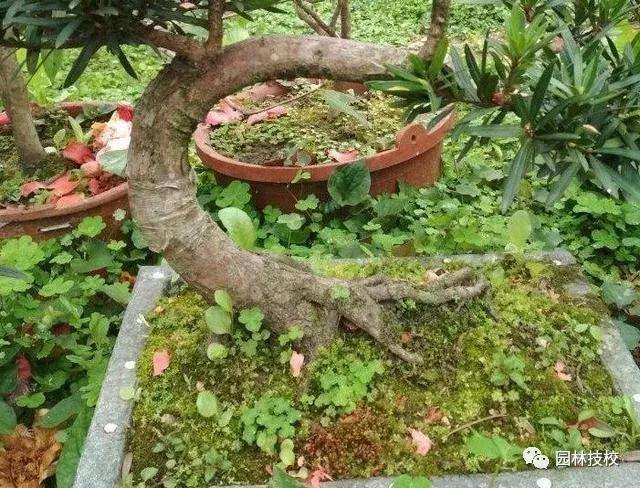 图解 黄杨盆景下山桩弯一弯 价格翻几番