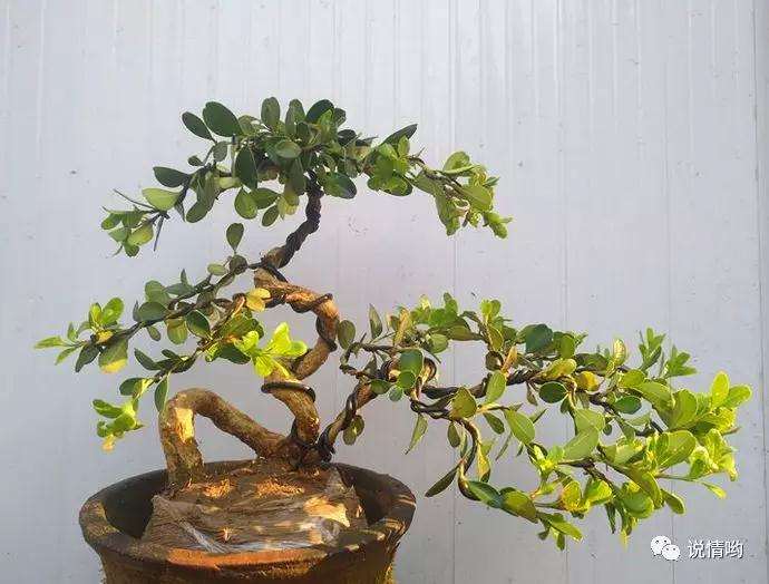 黄杨树盆景花盆