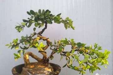 黄杨树盆景花盆 土壤与怎么上盆