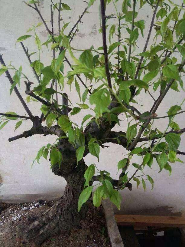 梅花盆景到了夏天就叶打卷