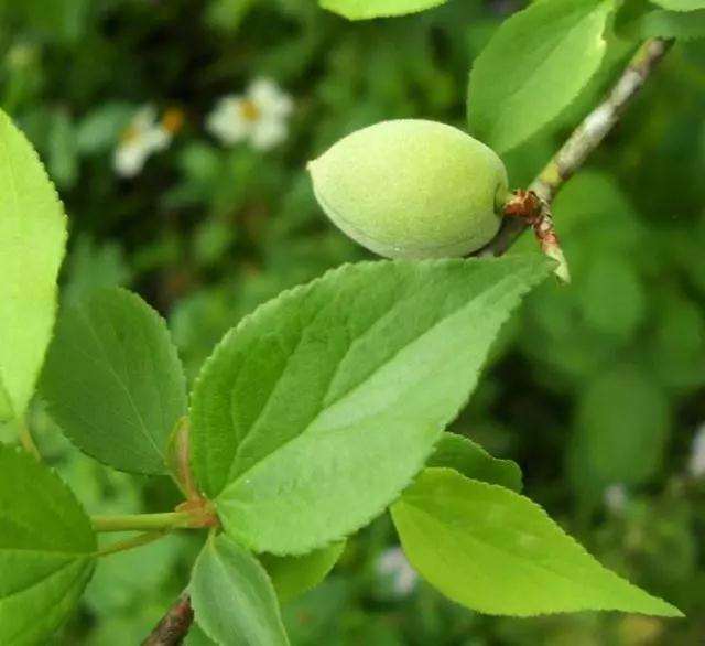 梅花盆景到了夏天就叶打卷