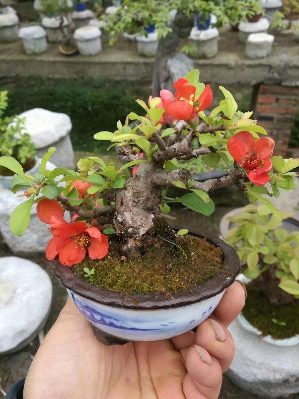 怎么挑选盆景素材的七项方法