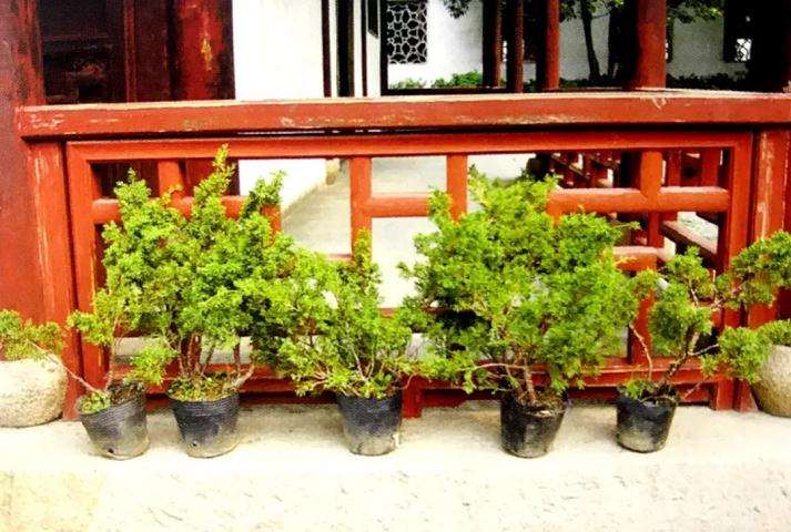 怎么挑选盆景素材的七项方法