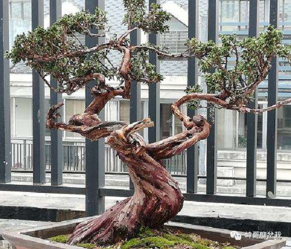 盆景养护经验杂谈怎么施肥