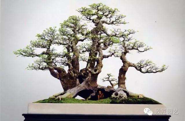 选什么样的盆景素材比较有前途呢