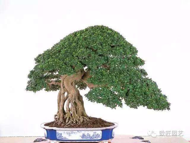 选什么样的盆景素材比较有前途呢