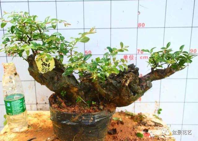 购买盆景树桩应注意哪些